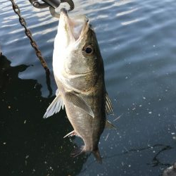 仕事終わり短時間釣行其の三