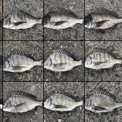 イチノ兄弟、釣果！