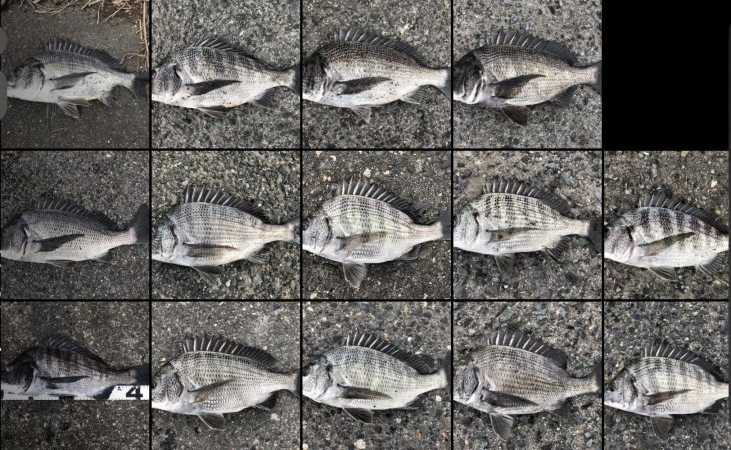 イチノ兄弟、釣果！