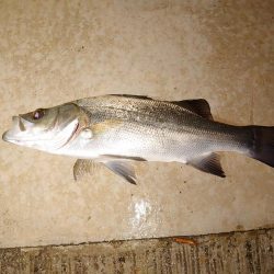 寒い釣行でした