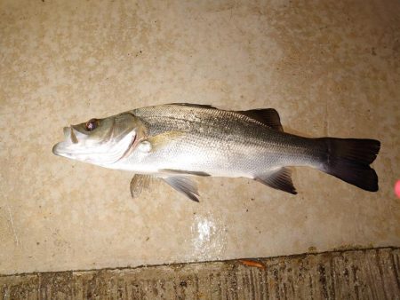 寒い釣行でした