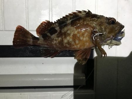 本日もタチウオはいません