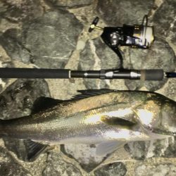 猪名川ゲキスレシーバスと鯉