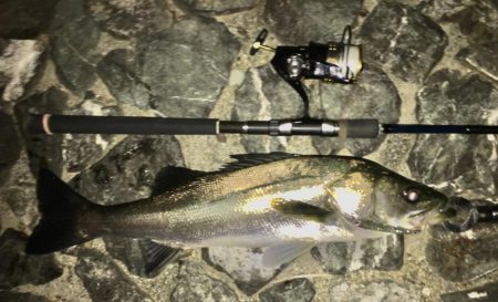 猪名川ゲキスレシーバスと鯉