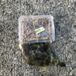 5目つり、カワハギ、コブの子