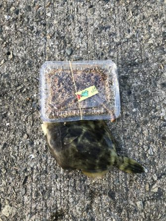 5目つり、カワハギ、コブの子