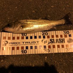 ナイトゲーム秋！