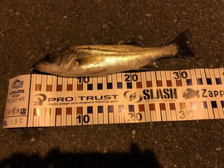 ナイトゲーム秋！