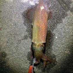 1時間で3杯Get(;｀O´)o/￣￣￣￣￣~ >ﾟ))))彡