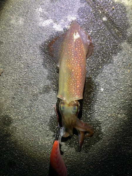 1時間で3杯Get(;｀O´)o/￣￣￣￣￣~ >ﾟ))))彡