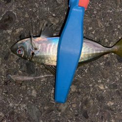 ボトムアジング