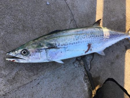 3目達成！秋は魚影濃い！