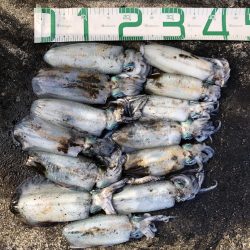 佐渡ヶ島エギング 29回目