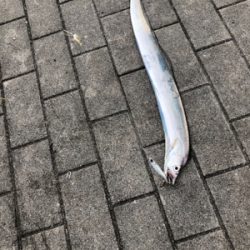 タチウオの活性が