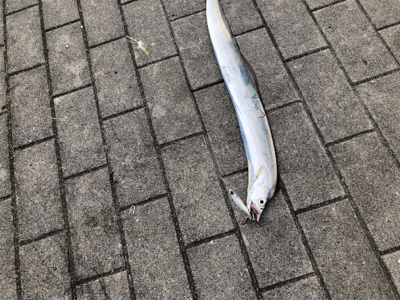 タチウオの活性が