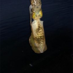 コロッケサイズ連発！冬イカに乞うご期待