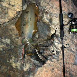 サイズ上がってきました