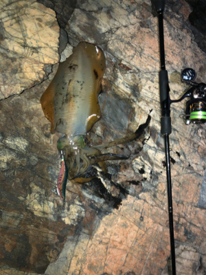 サイズ上がってきました