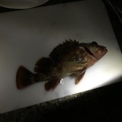 太刀魚不発　ガシラ