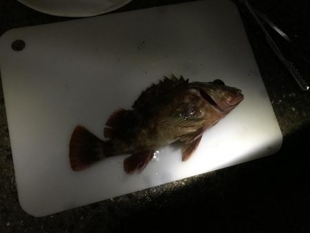 太刀魚不発　ガシラ