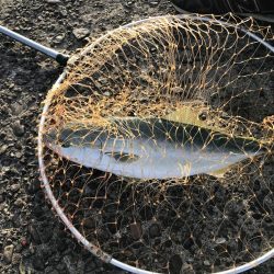 久しぶりにハマチ