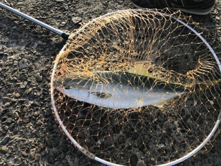 久しぶりにハマチ