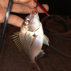 雨降りまでロックフィッシング