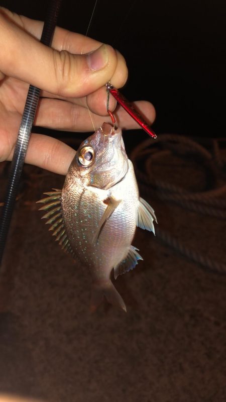 雨降りまでロックフィッシング