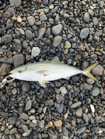 久々のタチウオと青物