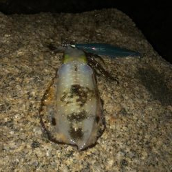 半月ぶりの釣果