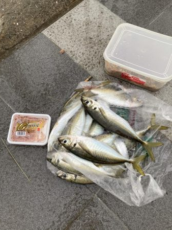 尺アジ釣り
