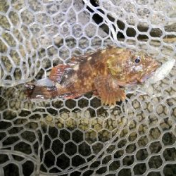 自己新のアコウ