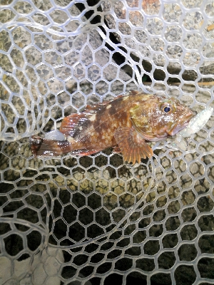 自己新のアコウ