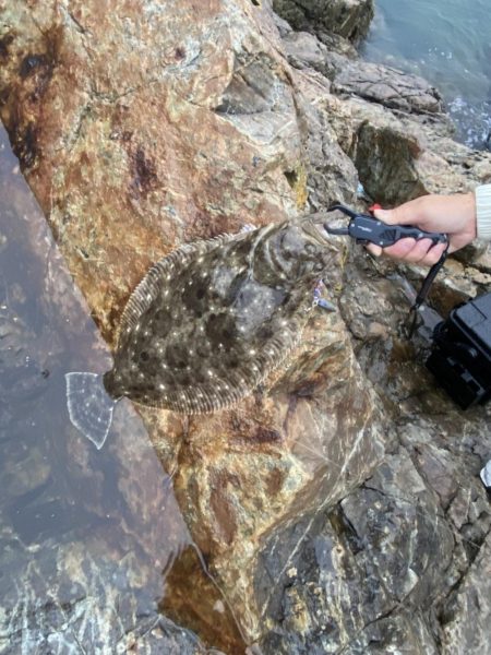 2週続けて高級魚