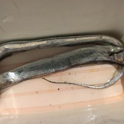 太刀魚絶滅危惧種?