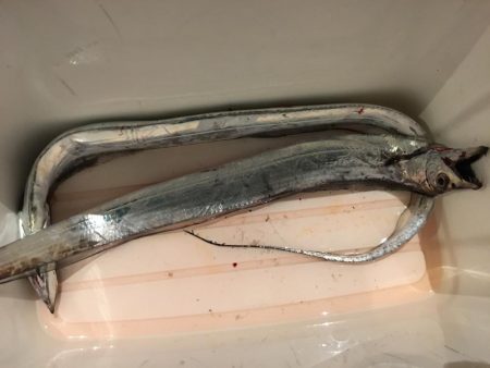 太刀魚絶滅危惧種?