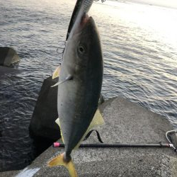 阿南でショアジギ