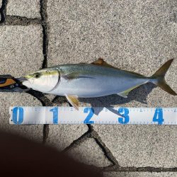 ショアジギング