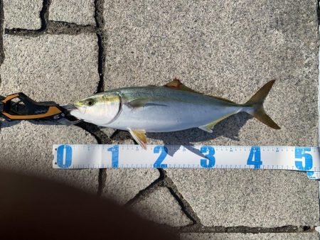 ショアジギング