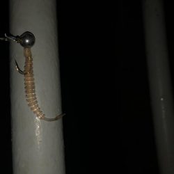 アジ爆釣　タチウオはダメ