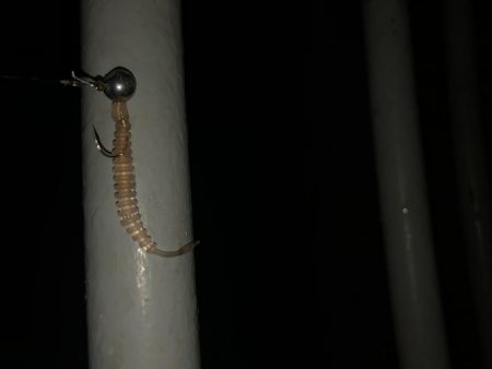 アジ爆釣　タチウオはダメ