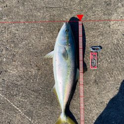 メジロおかわり！