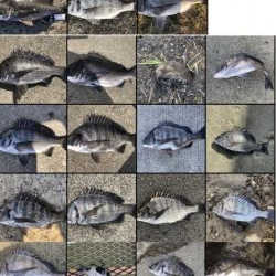 イチノ兄弟、釣果!