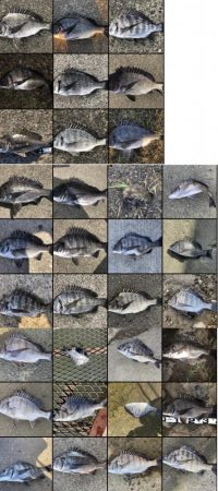 イチノ兄弟、釣果!