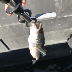 仕事終わりの短時間釣行其の二