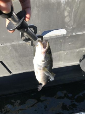 仕事終わりの短時間釣行其の二