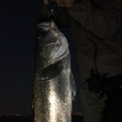 日曜日の夕まずめ