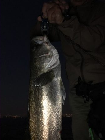 日曜日の夕まずめ