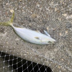 青物祭り開催中!