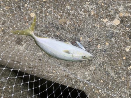 青物祭り開催中!